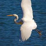 Egret In Flight_30552